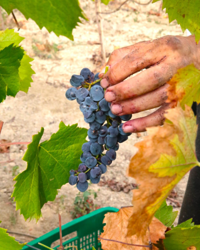 vendimia en el ribeiro, en Galicia, en la bodega Cuñas Davia